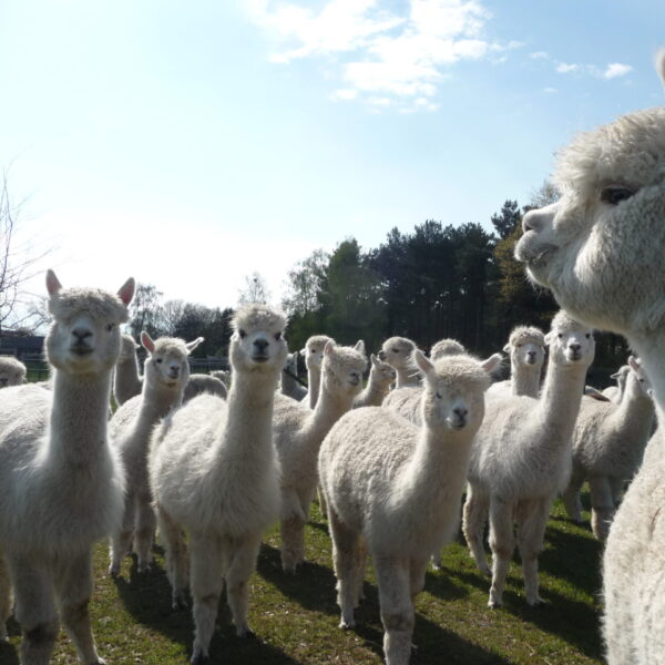 Busreis Bocholt & bezoek Alpacaboerderij