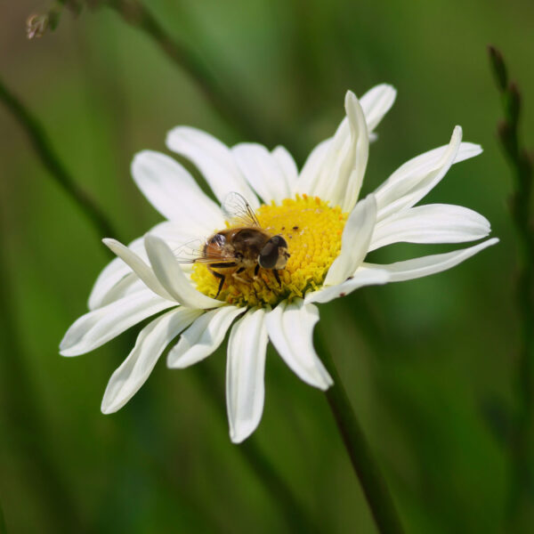 Groepswandeling Buggenhout 'Bloemetjes en bijtjes'